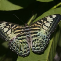 Parthenos sylvia Moore, 1877